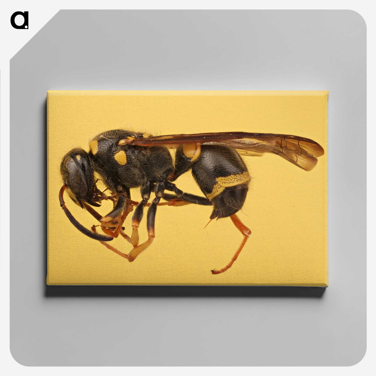 3-16_Insects-Unlocked-Project_canvas