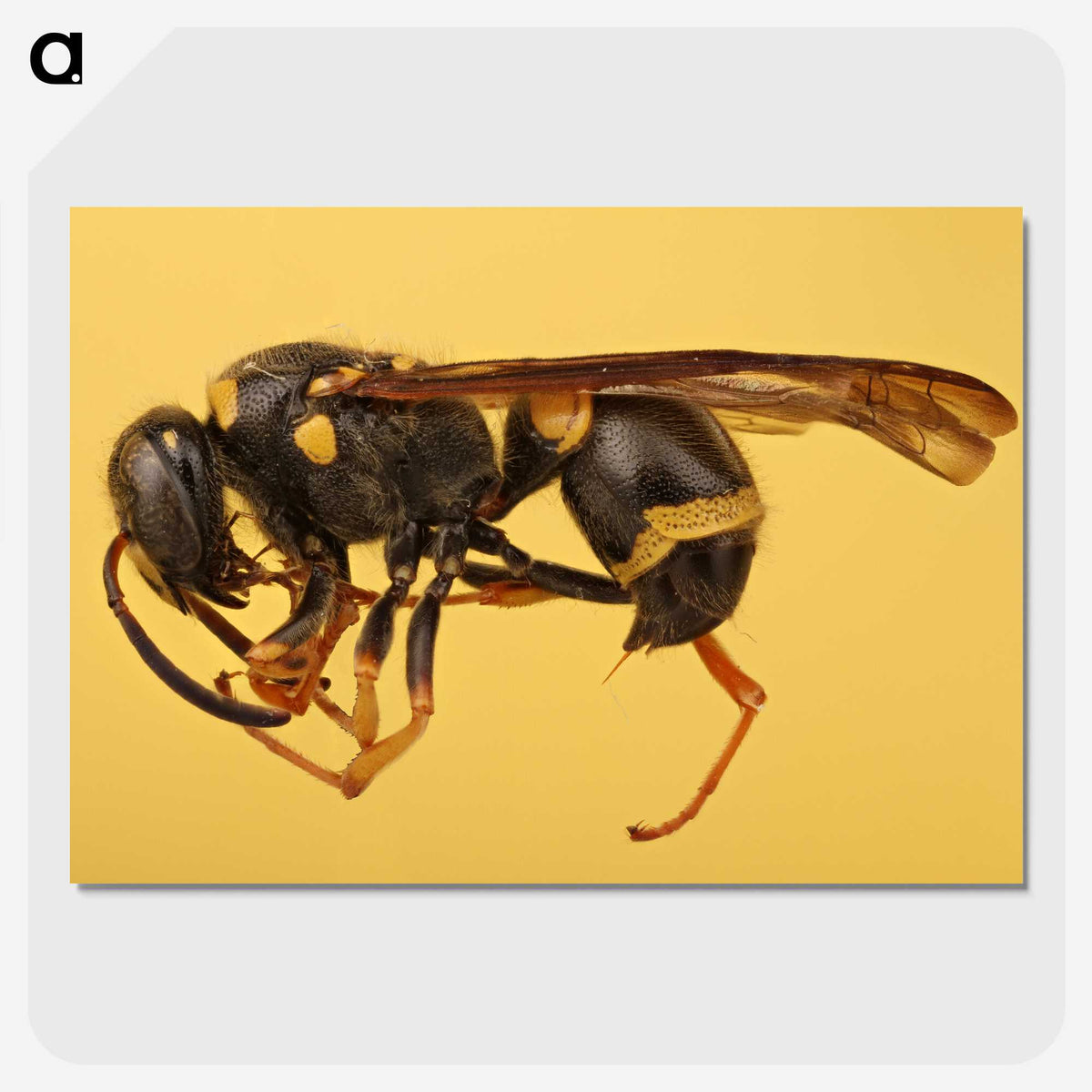 3-16_Insects-Unlocked-Project_picture-crop