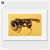 3-16_Insects-Unlocked-Project_picture