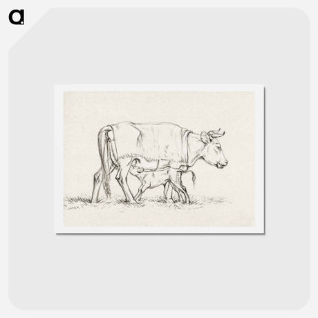 アートポストカード-Calf drinking with his mother - ジャン ベルナール Postcard.