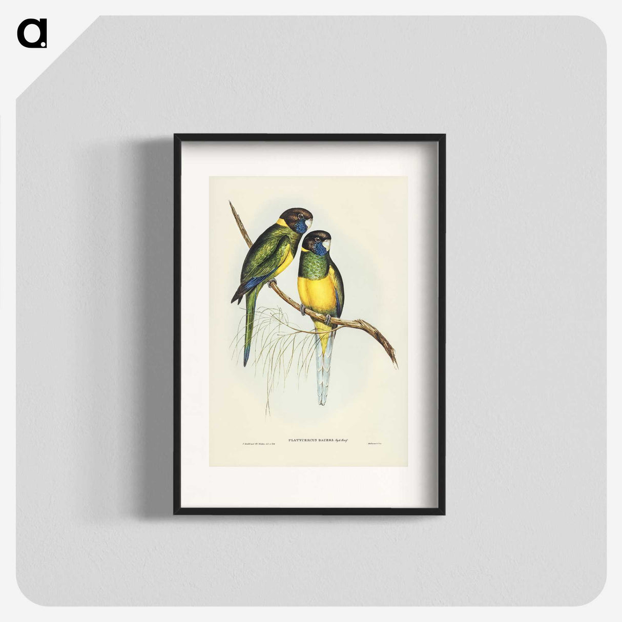 3-16_John-Gould_blk