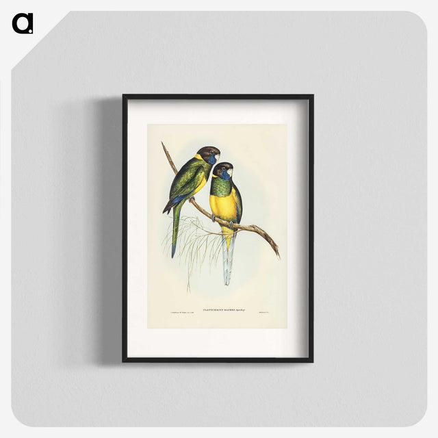 3-16_John-Gould_blk