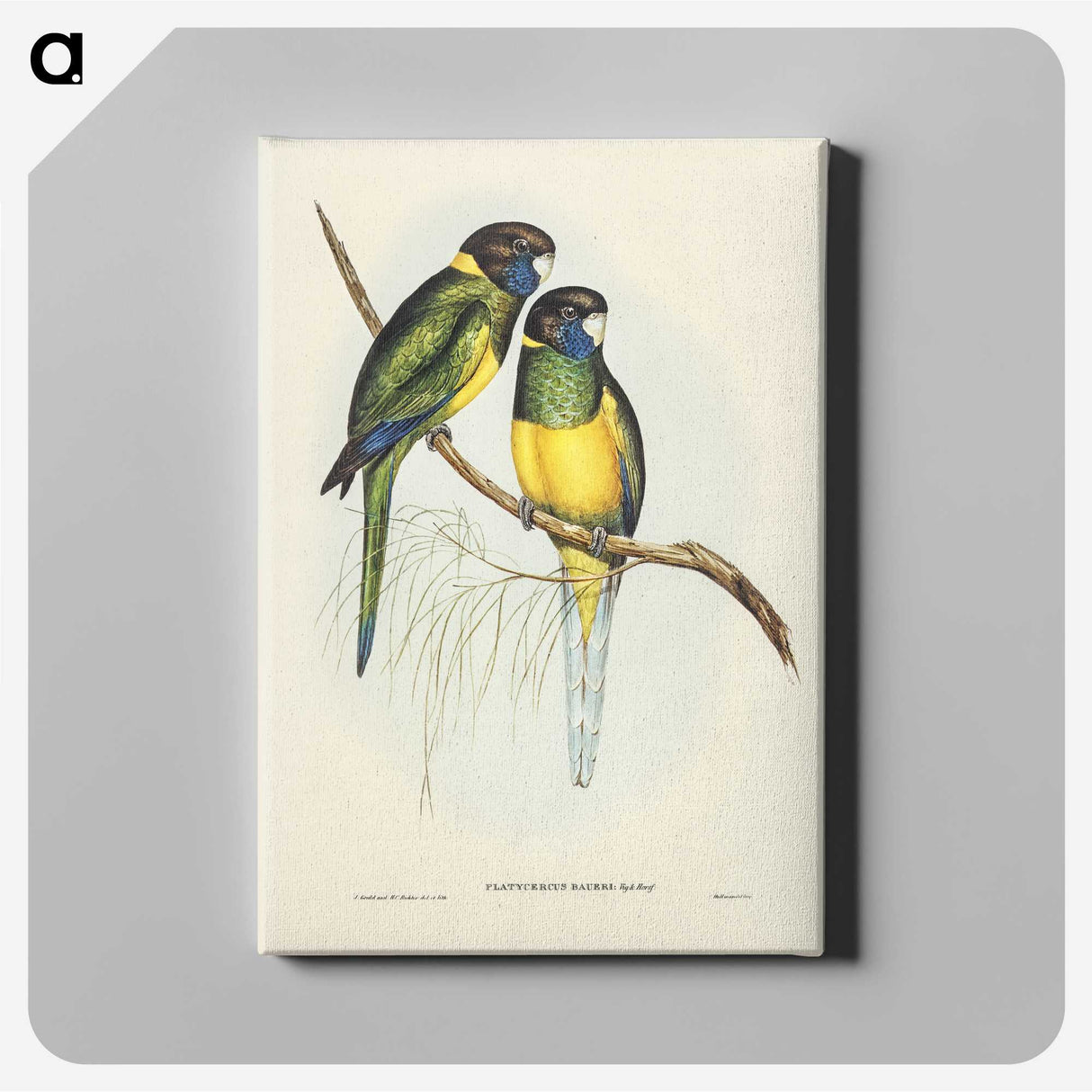 3-16_John-Gould_canvas