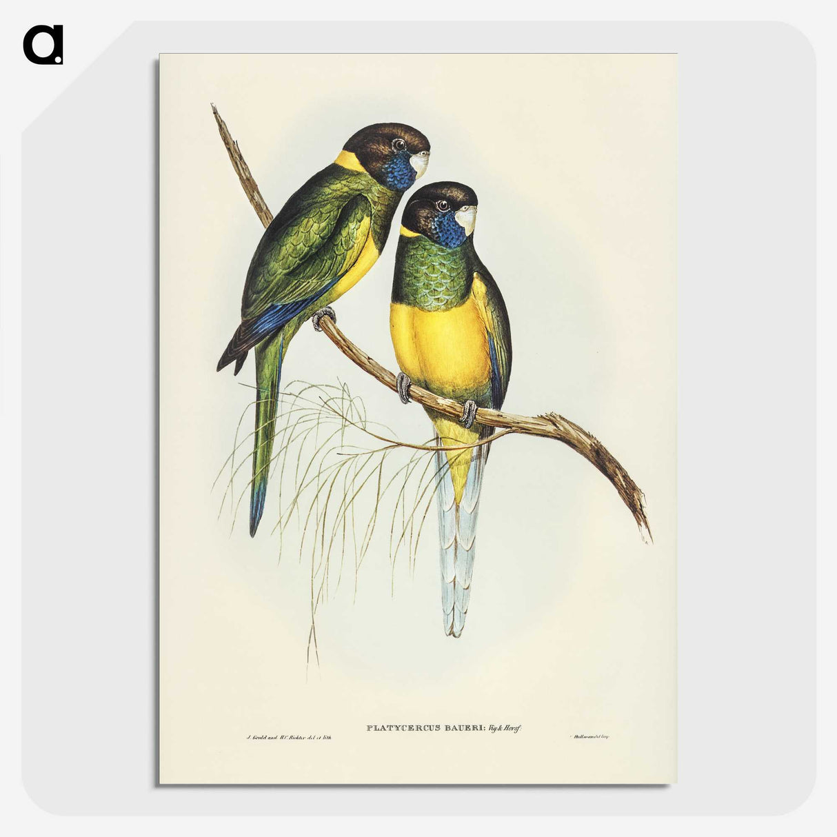 3-16_John-Gould_picture-crop