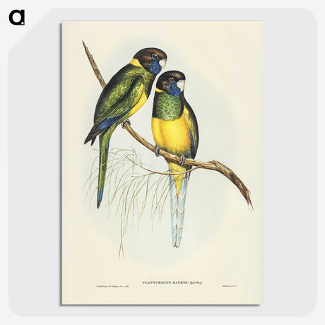 3-16_John-Gould_picture-crop