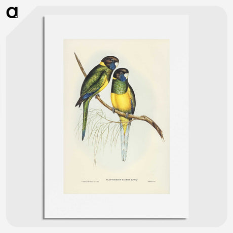 3-16_John-Gould_picture