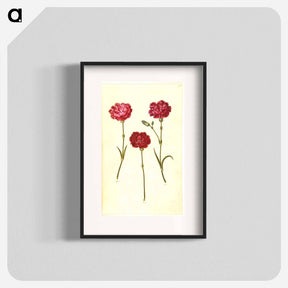 アートポスター-Dianthus caryophyllus
 - マリア ジビーラ メーリアン Poster.