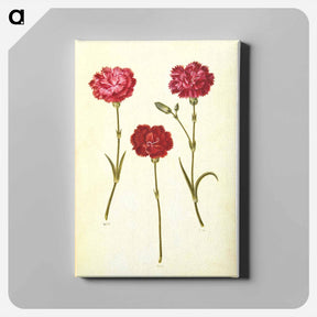 アートパネル-Dianthus caryophyllus
 - マリア ジビーラ メーリアン Canvas.