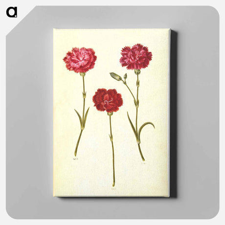 アートパネル-Dianthus caryophyllus
 - マリア ジビーラ メーリアン Canvas.