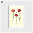アートポストカード-Dianthus caryophyllus
 - マリア ジビーラ メーリアン Postcard.