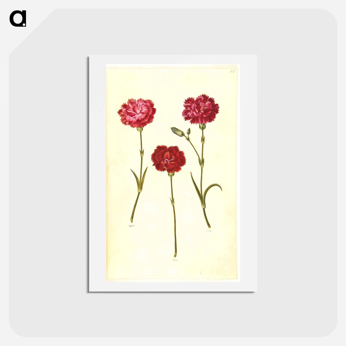 アートポストカード-Dianthus caryophyllus
 - マリア ジビーラ メーリアン Postcard.