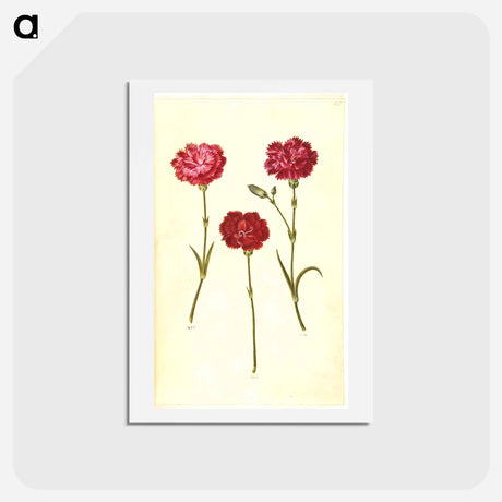 アートポストカード-Dianthus caryophyllus
 - マリア ジビーラ メーリアン Postcard.