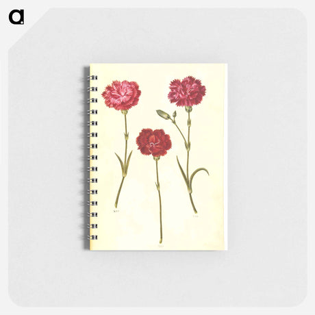 アートメモ帳-Dianthus caryophyllus
 - マリア ジビーラ メーリアン Memo.
