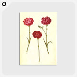 アートポストカード-Dianthus caryophyllus
 - マリア ジビーラ メーリアン Postcard.