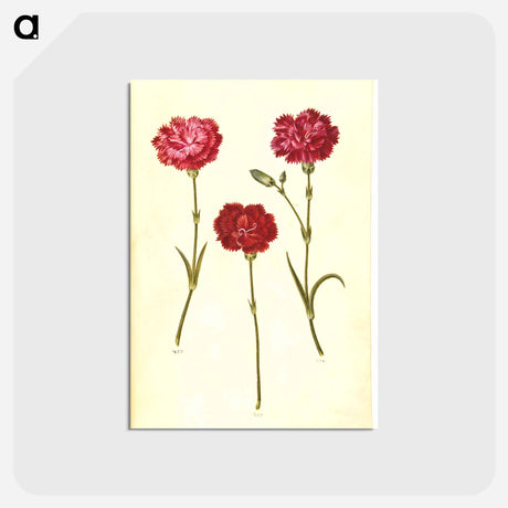 アートポストカード-Dianthus caryophyllus
 - マリア ジビーラ メーリアン Postcard.
