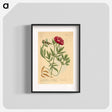 アートポスター-Paeonia faemina
 - 国立医学図書館 Poster.
