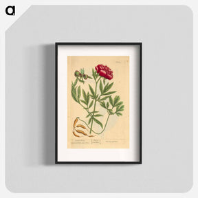 アートポスター-Paeonia faemina
 - 国立医学図書館 Poster.