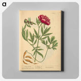 アートパネル-Paeonia faemina
 - 国立医学図書館 Canvas.