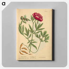 アートパネル-Paeonia faemina
 - 国立医学図書館 Canvas.