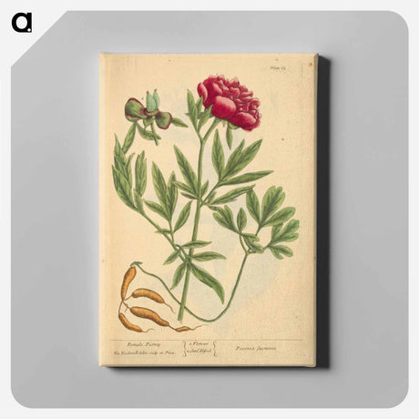 アートパネル-Paeonia faemina
 - 国立医学図書館 Canvas.