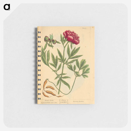 アートメモ帳-Paeonia faemina
 - 国立医学図書館 Memo.