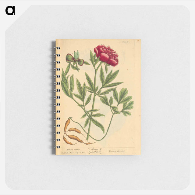 アートメモ帳-Paeonia faemina
 - 国立医学図書館 Memo.