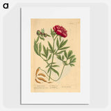 アートポスター-Paeonia faemina
 - 国立医学図書館 Poster.