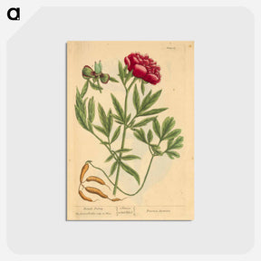 アートポストカード-Paeonia faemina
 - 国立医学図書館 Postcard.