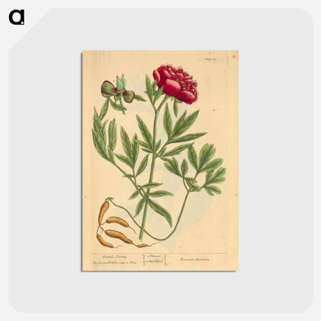 アートポストカード-Paeonia faemina
 - 国立医学図書館 Postcard.