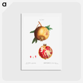 アートポストカード-Pomegranate - ピエール ジョゼフ ルドゥーテ Postcard.
