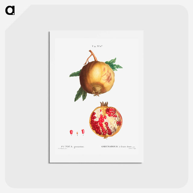 アートポストカード-Pomegranate - ピエール ジョゼフ ルドゥーテ Postcard.