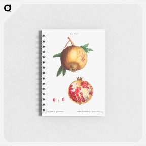 アートメモ帳-Pomegranate - ピエール ジョゼフ ルドゥーテ Memo.