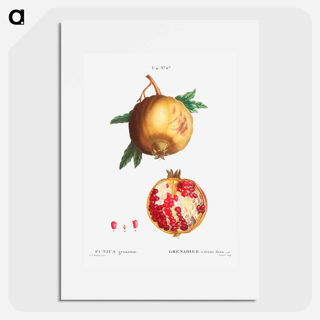 Pomegranate - ピエール ジョゼフ ルドゥーテ Poster.