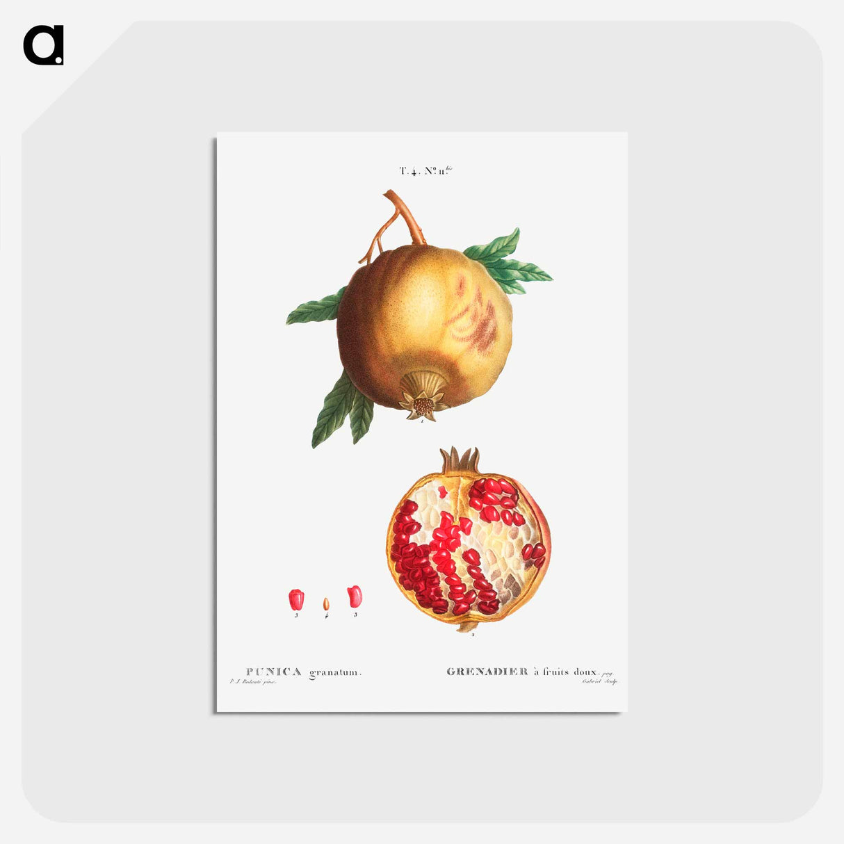 アートポストカード-Pomegranate - ピエール ジョゼフ ルドゥーテ Postcard.