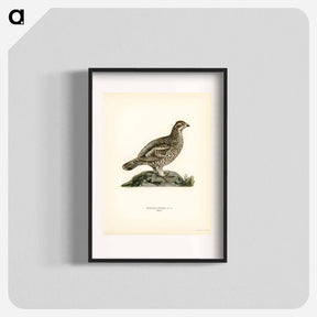 アートポスター-Hazel Grouse
 - スヴェンスカ フォグラル Poster.