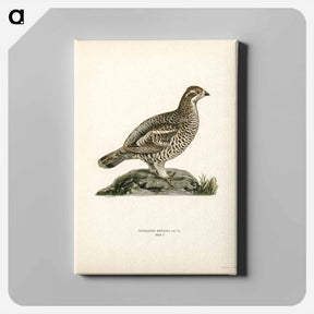 アートパネル-Hazel Grouse
 - スヴェンスカ フォグラル Canvas.