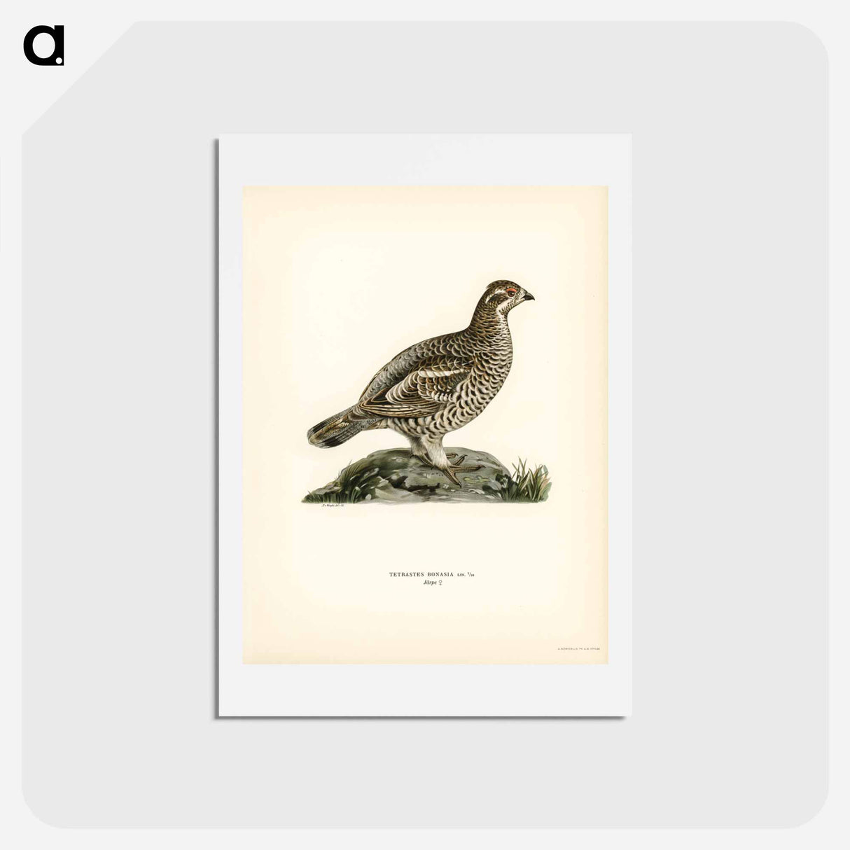 アートポストカード-Hazel Grouse
 - スヴェンスカ フォグラル Postcard.
