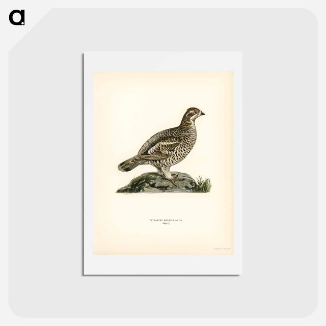 アートポストカード-Hazel Grouse
 - スヴェンスカ フォグラル Postcard.