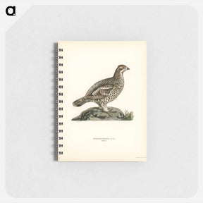アートメモ帳-Hazel Grouse
 - スヴェンスカ フォグラル Memo.