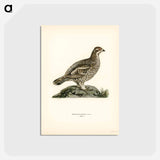 アートポストカード-Hazel Grouse
 - スヴェンスカ フォグラル Postcard.