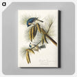 アートパネル-Crested Titmouse from Birds of America
 - アメリカの鳥たち Canvas.
