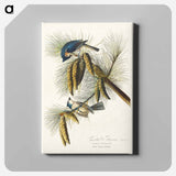 アートパネル-Crested Titmouse from Birds of America
 - アメリカの鳥たち Canvas.