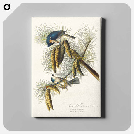 アートパネル-Crested Titmouse from Birds of America
 - アメリカの鳥たち Canvas.