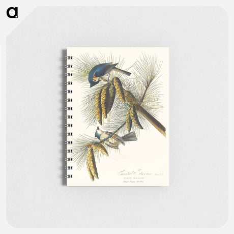 アートメモ帳-Crested Titmouse from Birds of America
 - アメリカの鳥たち Memo.