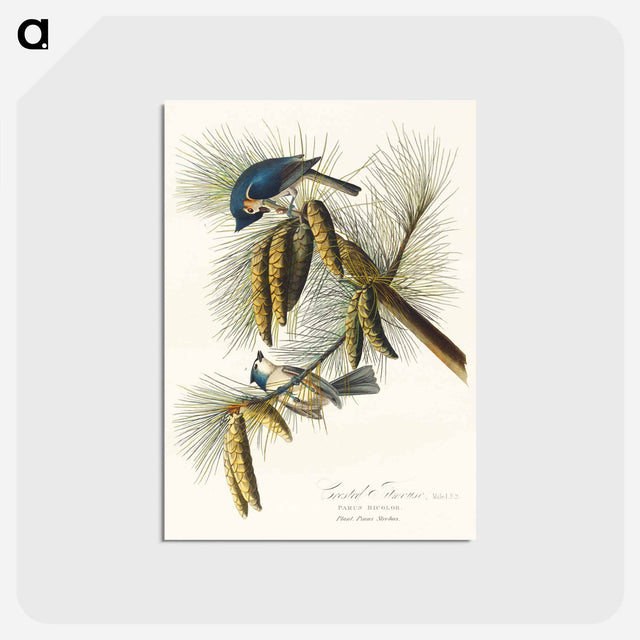 アートポストカード-Crested Titmouse from Birds of America
 - アメリカの鳥たち Postcard.
