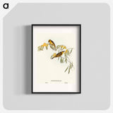 Plumed Honey-eater
 - オーストラリアの鳥 Poster.