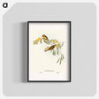 アートポスター-Plumed Honey-eater
 - オーストラリアの鳥 Poster.
