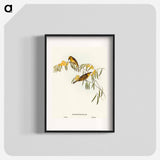 アートポスター-Plumed Honey-eater
 - オーストラリアの鳥 Poster.