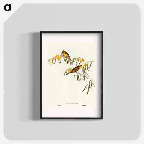 アートポスター-Plumed Honey-eater
 - オーストラリアの鳥 Poster.