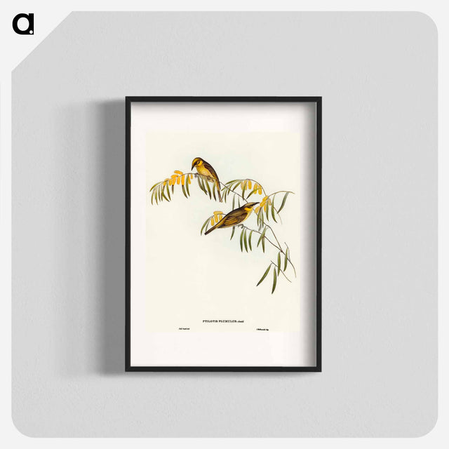 アートポスター-Plumed Honey-eater
 - オーストラリアの鳥 Poster.